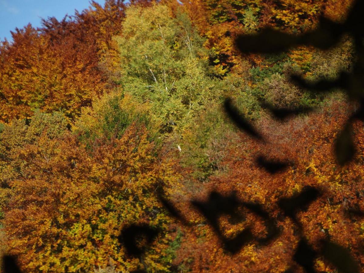 Gite Colombe Des Bois Estadens Exteriör bild